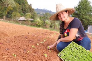 Plantação de produtos orgânicos em São José dos Pinhais